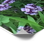 Lavendel-Blume-Foto Poster (Ecke)