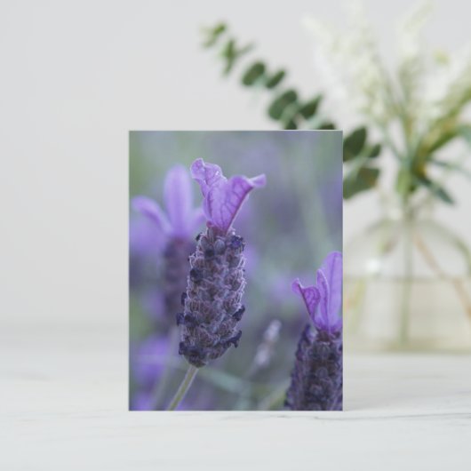 Lavendel Blume Foto Postkarte (Stehend Vorderseite)