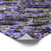 Lavendel-Blume im Sommer, Provence Poster (Ecke)