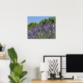 Lavendel-Blume im Sommer, Provence Poster (Heimbüro)