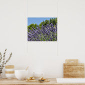 Lavendel-Blume im Sommer, Provence Poster (Küche)