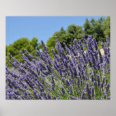 Lavendel-Blume im Sommer, Provence Poster (Vorne)