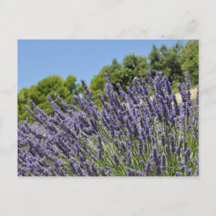 Lavendel-Blume im Sommer, Provence Postkarte