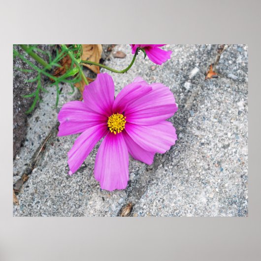 Lavendel-Blume mit inspirierenden Zitaten Poster (Vorne)