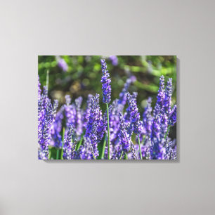 Lavendel Blume nahe Leinwand