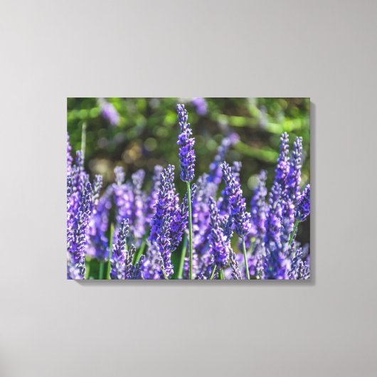 Lavendel Blume nahe Leinwand (Vorderseite)