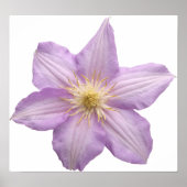 Lavendel-Blume Poster (Vorne)