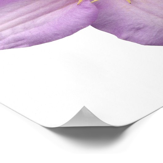 Lavendel-Blume Poster (Ecke)