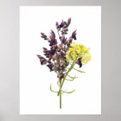 Lavendel-Blume Poster (Vorne)
