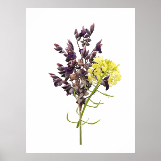 Lavendel-Blume Poster (Vorne)