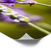 Lavendel Blume Poster (Ecke)