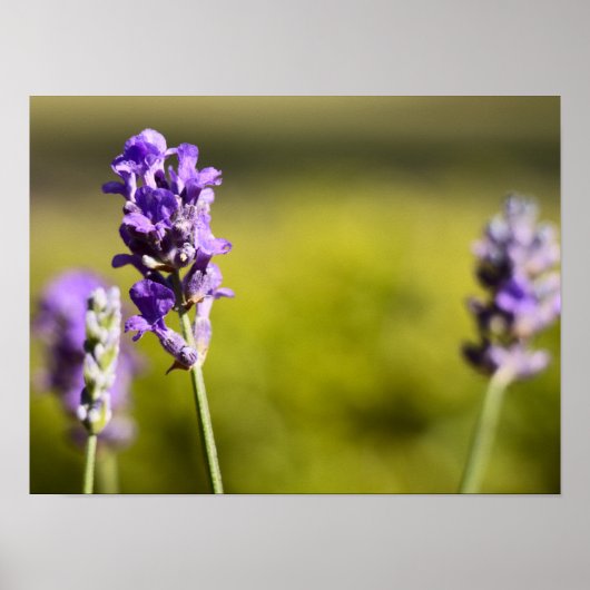 Lavendel Blume Poster (Vorne)