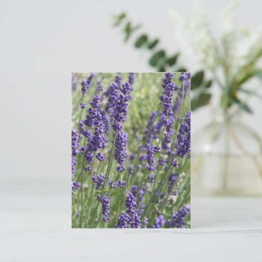 Lavendel Blume Postkarte (Stehend Vorderseite)