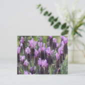 Lavendel-Blume Postkarte (Stehend Vorderseite)