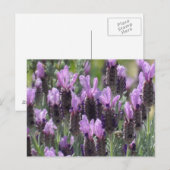 Lavendel-Blume Postkarte (Vorne/Hinten)