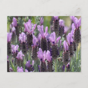 Lavendel-Blume Postkarte