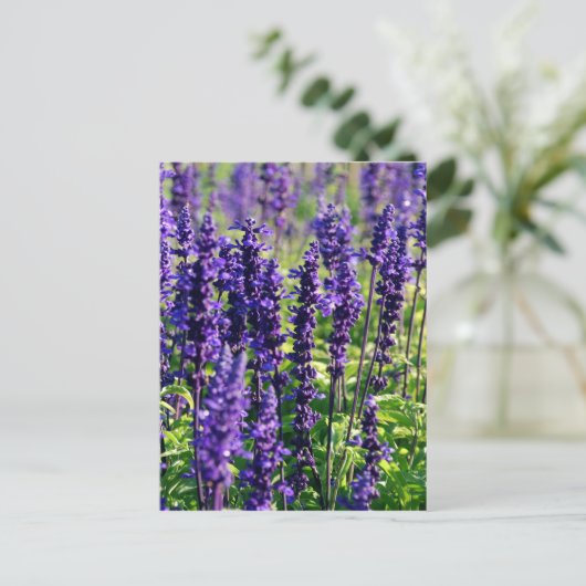 Lavendel-Blume Postkarte (Stehend Vorderseite)