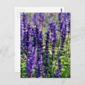 Lavendel-Blume Postkarte (Vorne/Hinten)