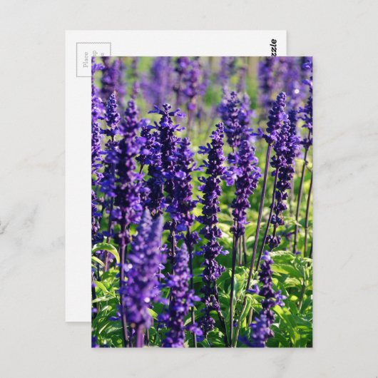 Lavendel-Blume Postkarte (Vorne/Hinten)