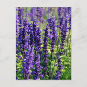 Lavendel-Blume Postkarte (Vorderseite)