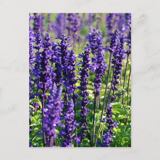 Lavendel-Blume Postkarte (Vorderseite)