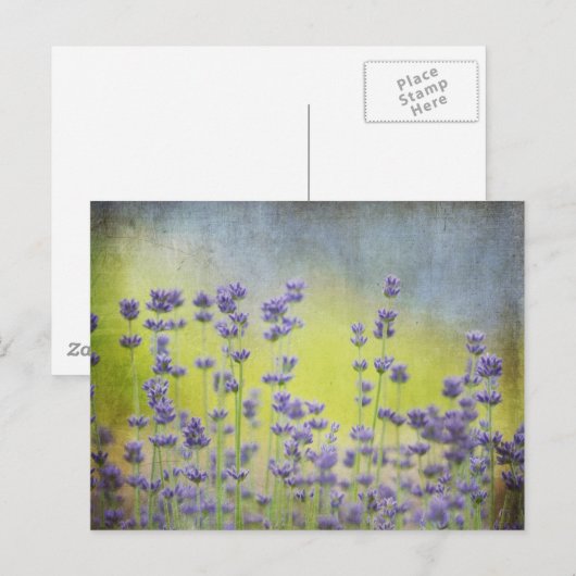 Lavendel-Blume Postkarte (Vorne/Hinten)