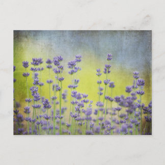 Lavendel-Blume Postkarte