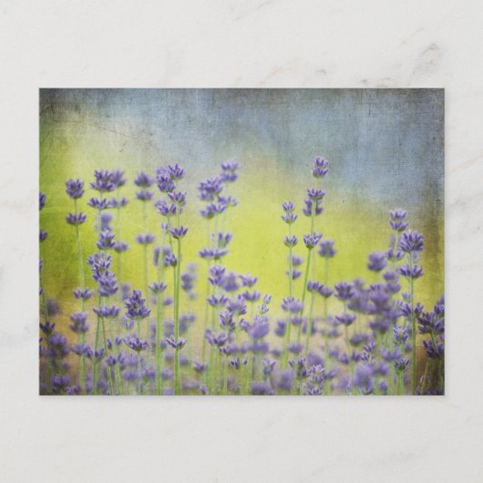 Lavendel-Blume Postkarte (Vorderseite)