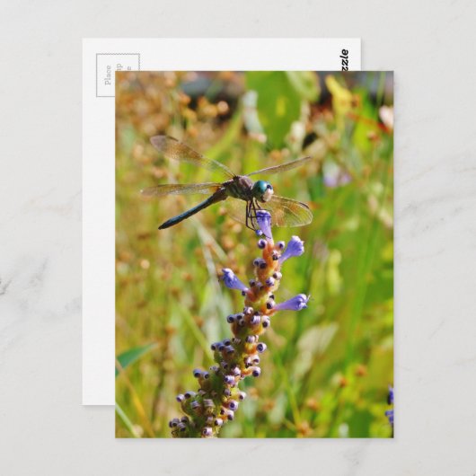 Lavendel-Blume Postkarte (Vorne/Hinten)