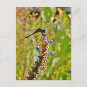 Lavendel-Blume Postkarte