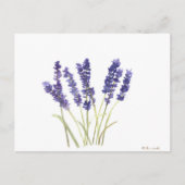 Lavendel-Blume Postkarte (Vorderseite)