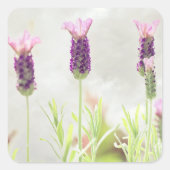 Lavendel-Blume Quadratischer Aufkleber (Vorderseite)
