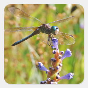 Lavendel-Blume Quadratischer Aufkleber