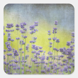 Lavendel-Blume Quadratischer Aufkleber