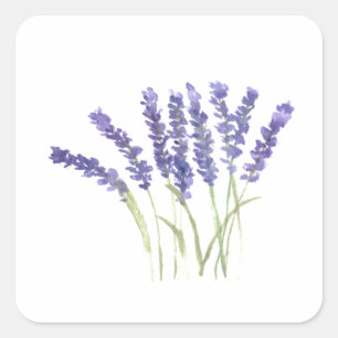 Lavendel Blume Wasserfarbene rustikale Kräuter Qua Quadratischer Aufkleber