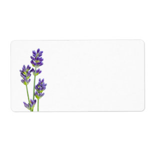 Lavendel-Blumen abgeschieden auf weißem