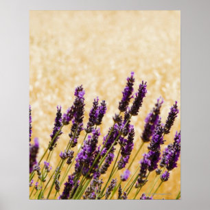 Lavendel-Blumen auf einem Gebiet, Siena-Provinz, Poster