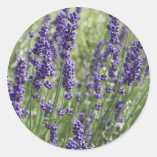 Lavendel-Blumen-Aufkleber Runder Aufkleber
