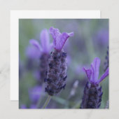 Lavendel-Blumen-Foto-Einladungen Einladung (Vorne/Hinten)