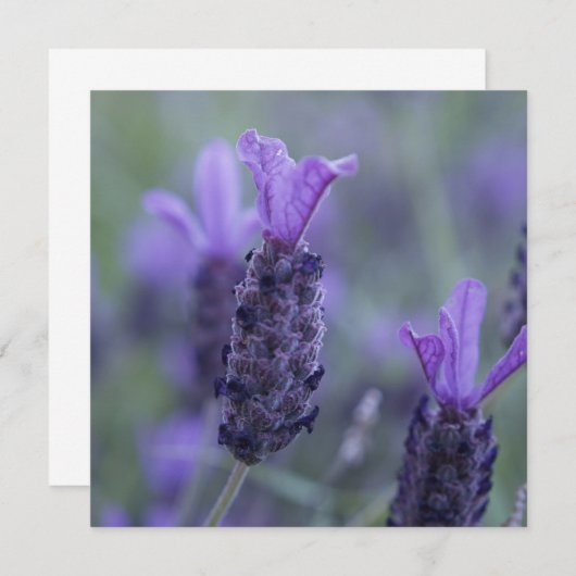 Lavendel-Blumen-Foto-Einladungen Einladung (Vorne/Hinten)