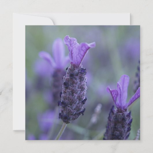 Lavendel-Blumen-Foto-Einladungen Einladung (Vorderseite)
