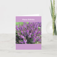 Lavendel-Blumen-Geburtstags-Wünsche