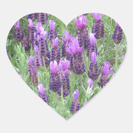 Lavendel-Blumen-Herz-Aufkleber Herz-Aufkleber (Vorderseite)