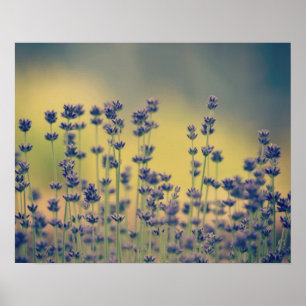 Lavendel-Blumen Poster