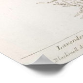 Lavendel-Botanik-Poster Poster (Ecke)