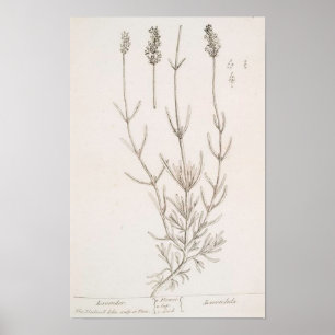 Lavendel-Botanik-Poster Poster