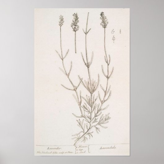 Lavendel-Botanik-Poster Poster (Vorne)
