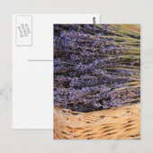 Lavendel-Bunchen Postkarte (Vorne/Hinten)