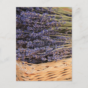 Lavendel-Bunchen Postkarte