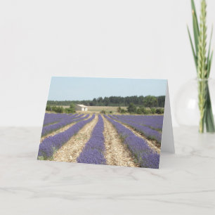 Lavendel-Feld in Provence Karte